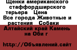 Щенки американского стаффордширского терьера › Цена ­ 20 000 - Все города Животные и растения » Собаки   . Алтайский край,Камень-на-Оби г.